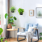 Hanging Planters for Indoor Plants, 2 Set Self Watering Hanging Flower Pots, Modern Hanging Plant Baskets with Metal Plant Holder & 6.5 Inch Plastic Pots for Garden Home Decor (Gold Frame Black Pot)