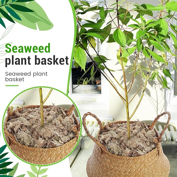 Large Wicker Plant Basket with Handle 10 Inch Woven Seagrass Belly Basket and Artificial Moss for House Plants Picnic Grocery Laundry Storage Home Decor(Large,Original,2 Pack)