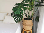 Extra Large Seagrass Plant Basket with Handles, Wicker Woven Storage Basket (14.1“ Diameter x 13.8" Height), Natural)