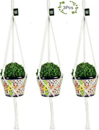 Macrame Plant Hangers Hanging Planter - 3 Pack Indoor or Outdoor Cotton Rope Hanging Plant Holder for Flower Pots - Modern Boho Home Decor, 3 Legs 42 Inch
