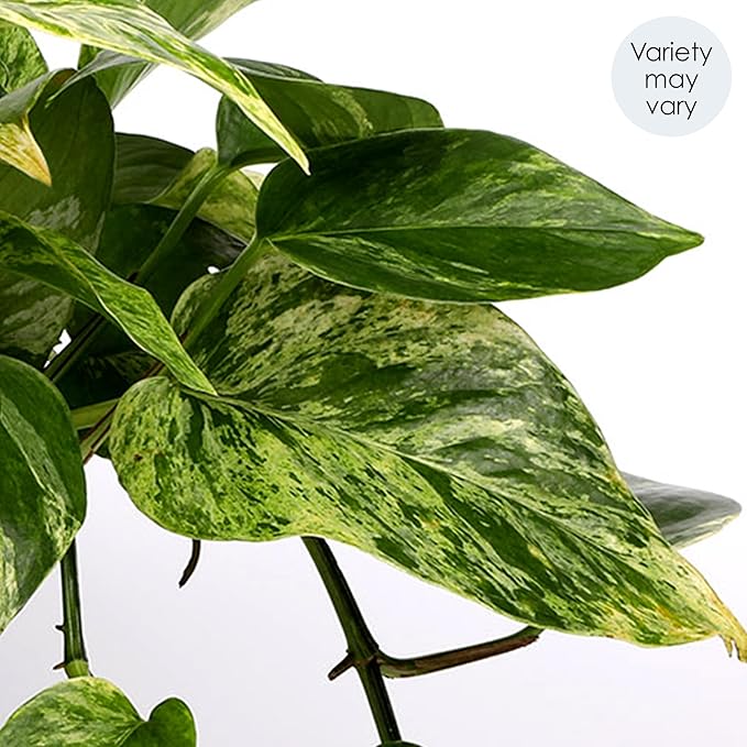 Green Circle Growers 5" Pothos Plant – Love You Edition in Seagrass Basket Pot, Live Indoor Houseplant
