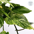 Green Circle Growers 5" Pothos Plant – Love You Edition in Seagrass Basket Pot, Live Indoor Houseplant