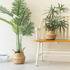 Seagrass Plant Basket with Handles Set of 3 - Woven Belly Basket Planter with Liner for Indoor Plants, Olive Tree, Monstera, Snake Plant, Faux Tree, 8" 9" 10" 12 Inch Pots, Boho Floor Basket
