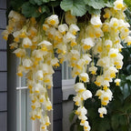 150+ Weeping Begonia Seeds | Cascading Hanging Flowers | Ornamental Garden & Basket Plant Seeds for Garden Outdoor Indoor