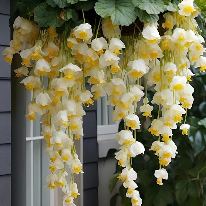 150+ Weeping Begonia Seeds | Cascading Hanging Flowers | Ornamental Garden & Basket Plant Seeds for Garden Outdoor Indoor