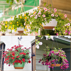 Mumufy 6 Pcs 8 Inch Hanging Planter for Indoor and Outdoor Plants Plastic Hanging Flower Pots with Drainage Hole and Removable Saucer Hanging Plant Holder Plant Hanging Basket (Mixed Colors)