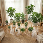 3-Pack Wood Plant Stands Indoor, Single Plant Stand for 6-12 Inch Pots, Mid-Century Modern Plant Stool, Tall Plant Stand for Large Plants for Living Room, Balcony, Office (Light Brown)