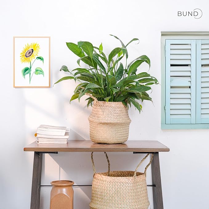 Woven Seagrass Belly Basket For Storage Plant Pot Baskets Laundry Picnic Grocery Baskets Woven Plant Pot Holder Home Decor For Storage Plants Wicker Laundry Basket (Large)