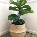 Extra Large Size(16x16x15 inches) Seagrass Belly Basket for Storage, Laundry, Picnic and Woven Straw Beach Bag - Plant Pots Cover Indoor Decorative