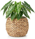 Cabilock Handwoven Hyacinth Planter Basket, Natural Woven Rattan Storage Basket for Small Plants, Eco-Friendly Indoor & Outdoor Decorative Pot Cover for Farmhouse, Boho Home Decor