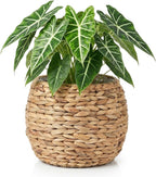 Cabilock Handwoven Hyacinth Planter Basket, Natural Woven Rattan Storage Basket for Small Plants, Eco-Friendly Indoor & Outdoor Decorative Pot Cover for Farmhouse, Boho Home Decor