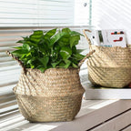 Qunclay 4 Pcs Woven Seagrass Baskets Belly Basket Folding Boho Natural Plant Pot with Handles Round Decorative Wicker Large Indoor Planter for Home Outdoor Tree Planters Decor (M,8.46''dx8.66''h)