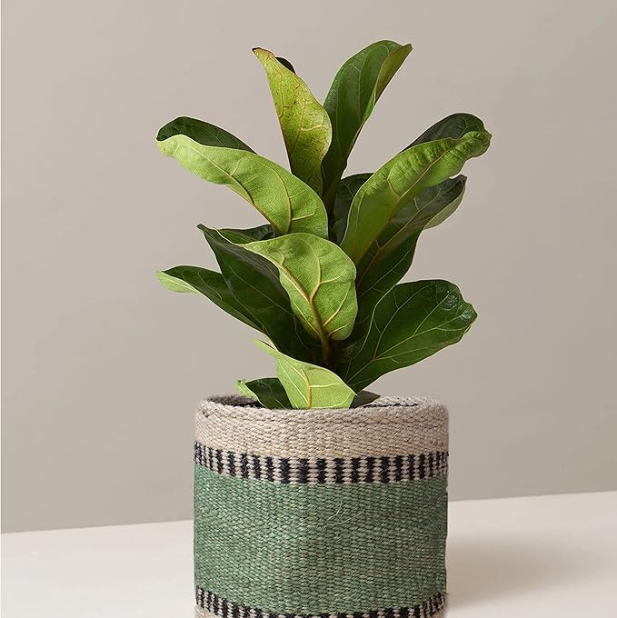 Sturdy Jute Planter Basket Modern Woven Basket for 6" Flower Pot Floor Indoor Planters, 6” x 6” Storage Organizer Basket Rustic Home Decor, Boho Storage Earth-Friendly Planter (6x6 inches, Green 6)