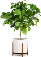 Fox & Fern Mid Century Plant Stand — 14.9 Inch Fixed Size Wooden Plant Stand for Indoor Planters (Not Included) - Extra Large Flower Pot Holder for Indoor Big Pots - Plug In Design - Acacia