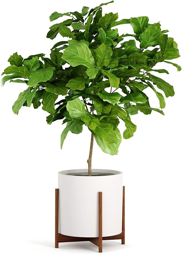 Fox & Fern Mid Century Plant Stand — 14.9 Inch Fixed Size Wooden Plant Stand for Indoor Planters (Not Included) - Extra Large Flower Pot Holder for Indoor Big Pots - Plug In Design - Acacia