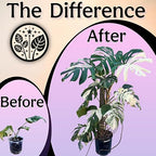 Organic Liquid Indoor Plant Food, Houseplant, Tropical & All-Purpose Indoor Plant Fertilizer, Organic Liquid Fertilizer 5-5-5 with Sea Kelp, 8oz Treats 50 Gallons