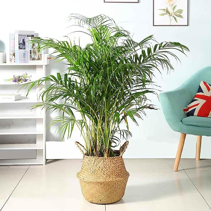 FixtureDisplays 14"X16"X10.5" Woven Seagrass Belly Plant Basket with Handles Plant Pot Handmade Home Decor Basket for Storage Plants,Laundry,Picnic,Plant Pot Cover,Beach Bag&Grocery Basket 22023-NPF