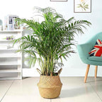 FixtureDisplays 14"X16"X10.5" Woven Seagrass Belly Plant Basket with Handles Plant Pot Handmade Home Decor Basket for Storage Plants,Laundry,Picnic,Plant Pot Cover,Beach Bag&Grocery Basket 22023-NPF