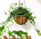 Kingbuy 10 Inch Hanging Planter Basket with Coconut Liner Wire Plant Holder Chain Flower Baskets Pot Hanger Home Garden Decoration for Indoor Outdoor, 2 Pack