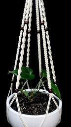 Plant Hanger Macrame Cotton 6 Legs 51 Inches in Tan and Green Color for Indoor Outdoor, Living Room, Kitchen, Deck, Patio, High and Low Ceiling with Size of 10-12 inches Without The Pot (Cream)
