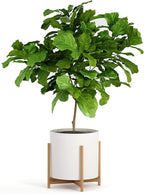 Fox & Fern Bamboo Plant Stand — 14.9 Inch Fixed Size Wooden Mid Century Planter Stand for Indoor Plants (Not Included) - Extra Large Flower Pot Holder for Indoor Big Pots - Plug In Design - Bamboo