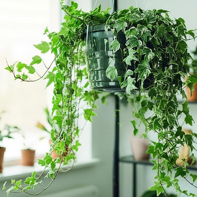 Curtis Wagner Plastics Hanging Basket Drip Pans (5-Pack) | Clear, Round (Diameter = 9" Base, 12" Top, 3.75" Depth) Hanging Plant Tray Saucer with Built-in Hooks & Water Catcher for Indoor & Outdoor