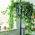 Curtis Wagner Plastics Hanging Basket Drip Pans (5-Pack) | Clear, Round (Diameter = 6.25" Base, 8" Top, 3.5" Depth) Hanging Plant Tray Saucer with Built-in Hooks & Water Catcher for Indoor & Outdoor