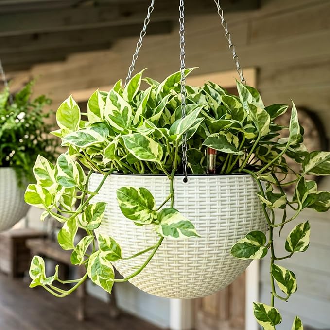 LaLaGreen Hanging Planters for Indoor Plants (11 Inch, 3 Pack) Self-Watering Round Flower Pots with Water Level Indicator, White Rattan Style Baskets with Metal Chain for Balcony, Porch Garden Outdoor