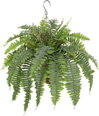 Hollyone 25" Artificial Boston Fern Hanging Basket 31 Leaves Fake Ferns in Rattan Pot Medium Greenery Plants for Outdoors & Indoor Faux Fern Bush Basket Plant Patio Garden Home Decor Dusty Green