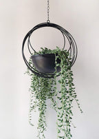 RISEON Boho Metal Plant Hanger,Metal Geometric Hanging Planter, Modern Planter, Mid Century Air Plant Holder Stand, Minimalist Planter for Indoor Outdoor Home Wedding Decor (Black)