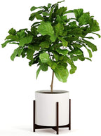 Fox & Fern Bamboo Plant Stand — 14.9 Inch Fixed Size Wooden Mid Century Planter Stand for Indoor Planters (Not Included); Extra Large Flower Pot Holder for Indoor Big Pots; Plug In Design; Dark Bamboo