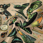 Adolphe Philippe Millot Print Poster Vintage Butterfly Tapestry 48”x36” Long Vertical Wall Hanging Reference Illustrative Wall Tapestries for Bedroom Aesthetic Tapestry Wall Hanging Bedroom Room Decor