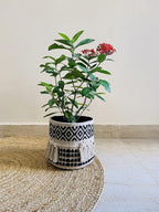 Boho Hand Woven Plant Basket Modern Woven Basket for 4-6.5" Flower Pot Floor Indoor Planters, Storage Organizer Rustic Home Decor, Black and White with Tassels 9” x 9"