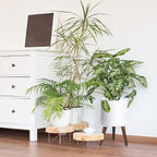 D'vine Dev 10 Inch Planter Pot with Stand, Mid-Century Tall Plant Pot with Legs for Indoor Plants, Medium, White, 88-O-B-1