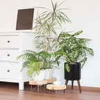 D'vine Dev 10 Inch Planter Pot with Stand, Mid-Century Tall Plant Pot with Legs for Indoor Plants, Medium, Black, 88-O-B-2