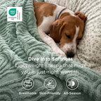 Bedsure GentleSoft Sage Green Throw Blankets for Couch - Super Soft Cozy Spring Blankets for Women, Cute Fluffy Fleece Throw for Girls, Ideal for Room Home Spring Decor, 50x60 Inches