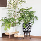 D'vine Dev 10 Inch Planter Pot with Stand, Mid-Century Tall Plant Pot with Legs for Indoor Plants, White/Black, 88-G-B-4