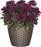 Classic Home & Garden Nantucket 8" Planter, Russet