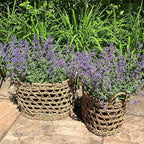 WHW Whole House Worlds Made by Nature Seagrass Baskets, Set of 2 Ovals, Handwoven Open Weave, Handles, 15.75 and 14.25 Inches